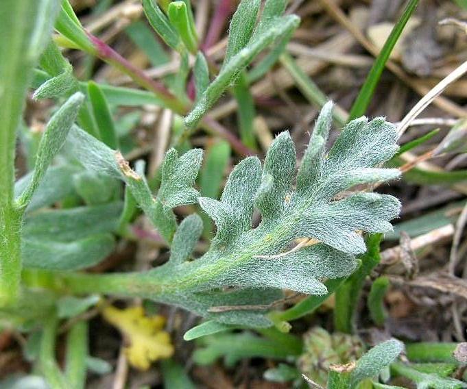 Achillea clavenae / Millefoglio di Clavena